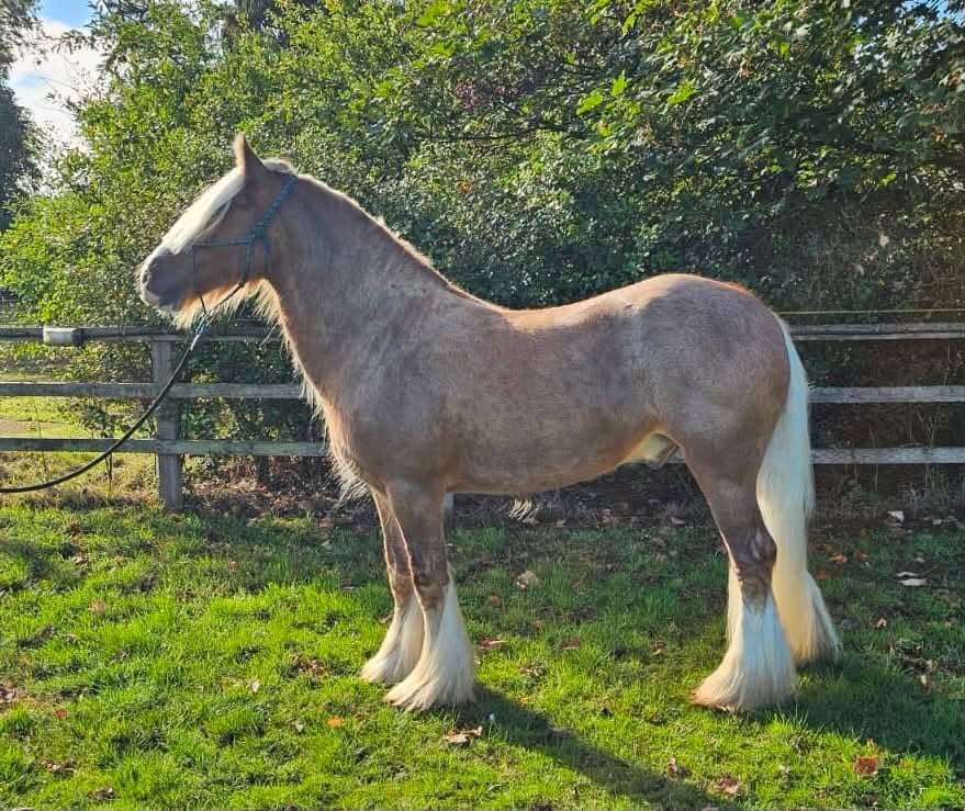 "Floyd" Silver Dun Gelding Cob/Heavy Horse