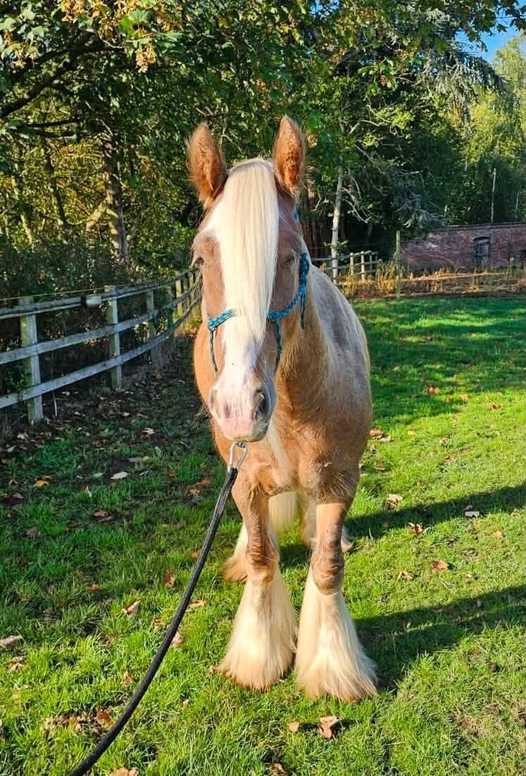 Leamington Spa "Floyd" Silver Dun Gelding Cob/Heavy Horse