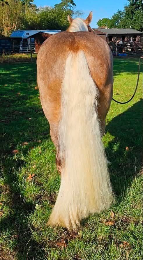 "Floyd" Silver Dun Gelding Cob/Heavy Horse - Horses in Leamington Spa