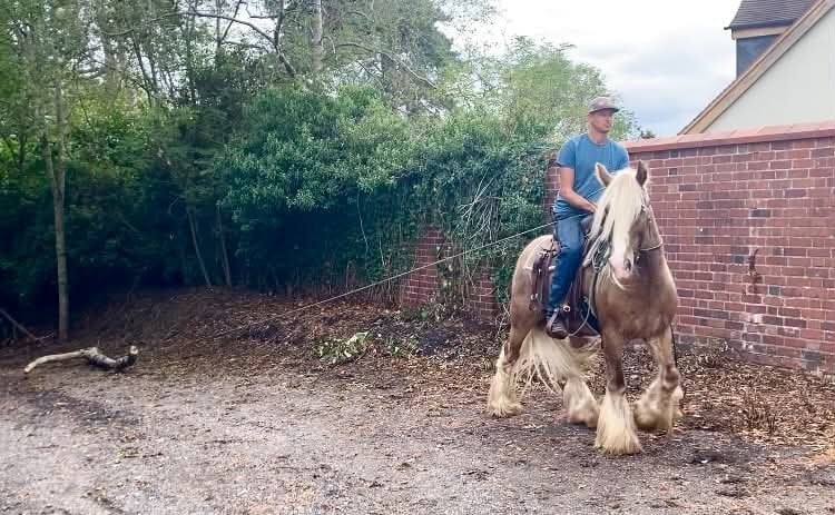"Floyd" Silver Dun Gelding Cob/Heavy Horse - Horses