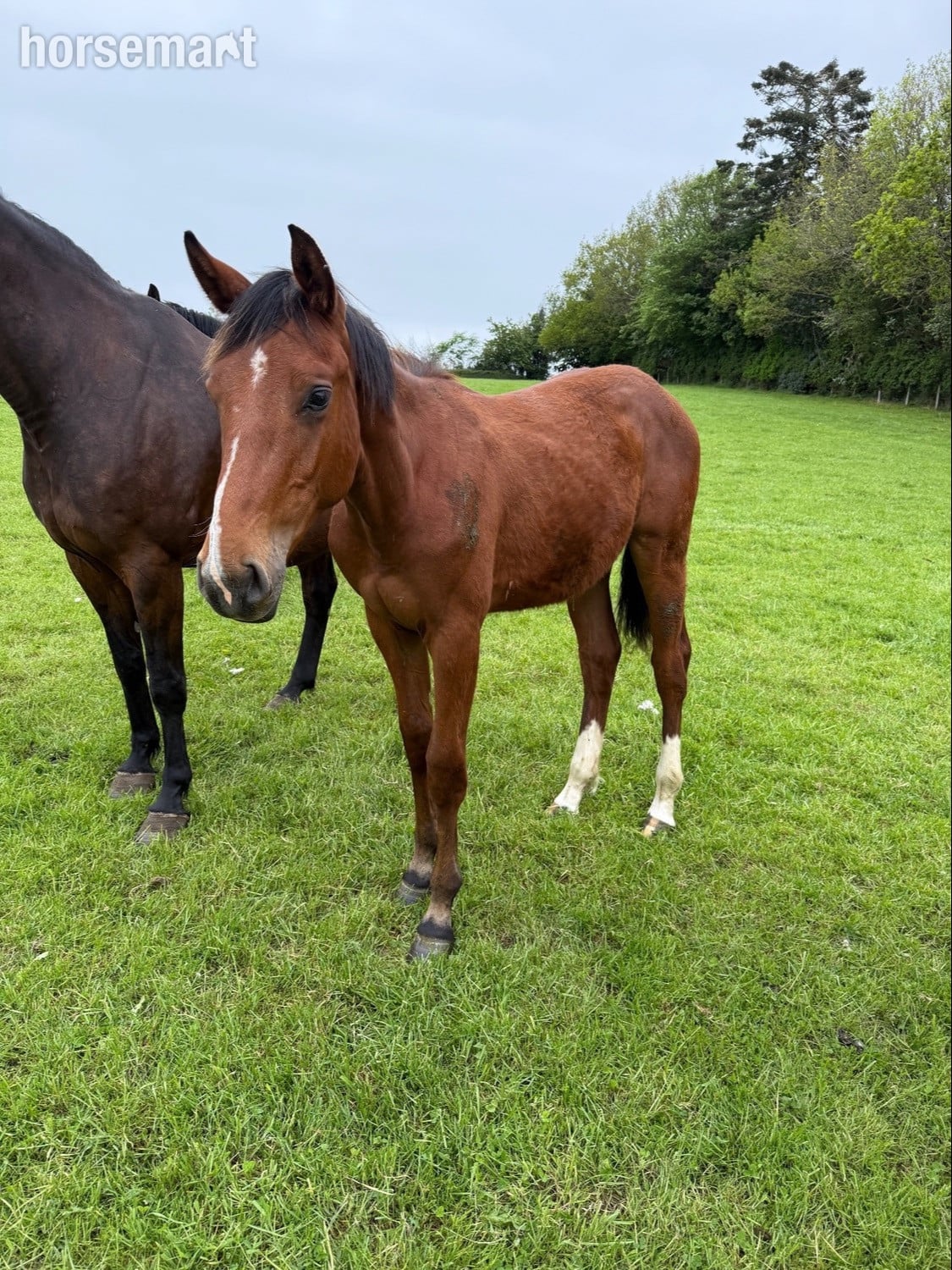 "Yearling colts"  Colt Show Jumper