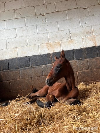 "Not been named "  Filly Dressage Horse