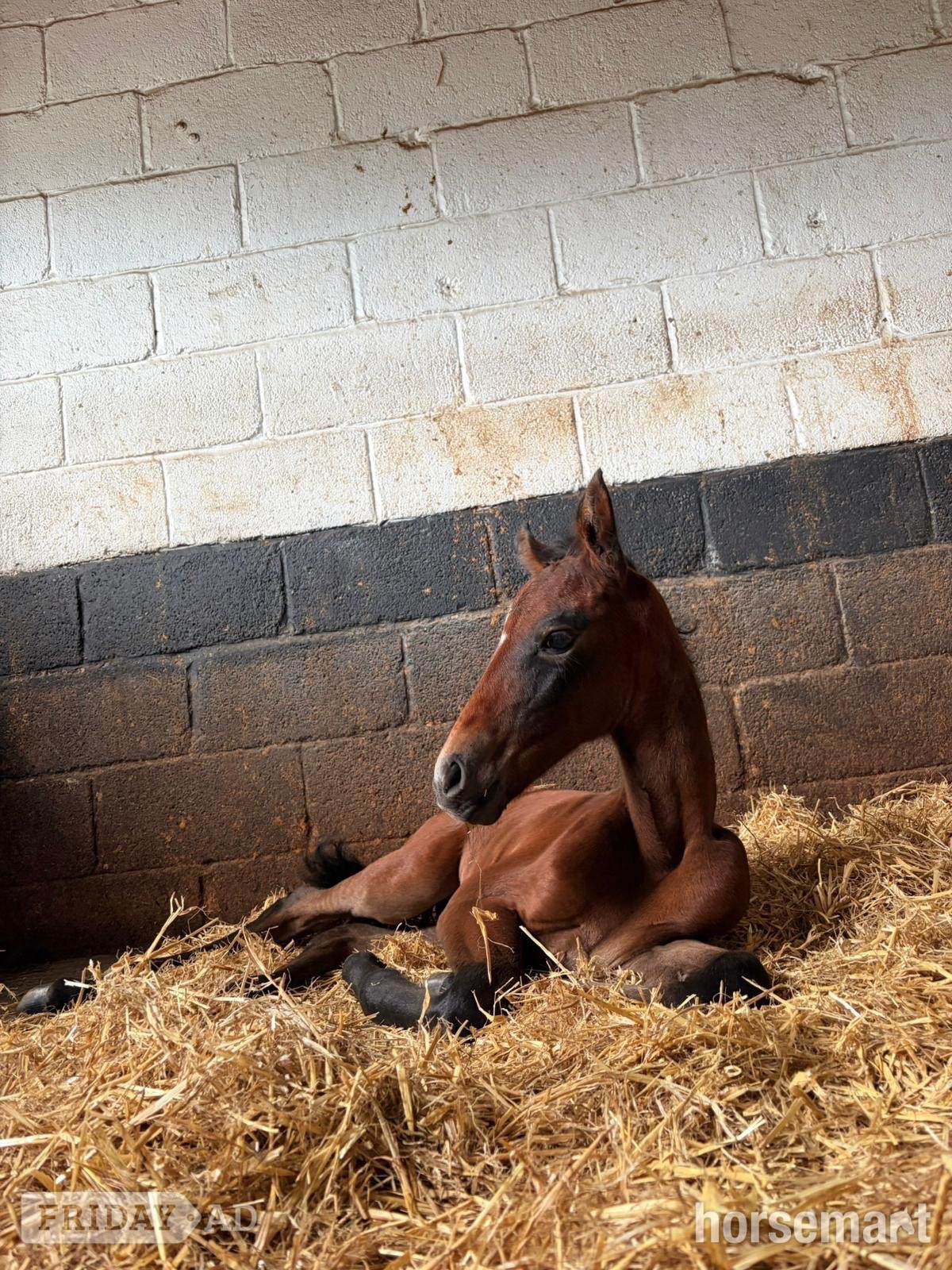 "Not been named "  Filly Dressage Horse in Rawtenstall