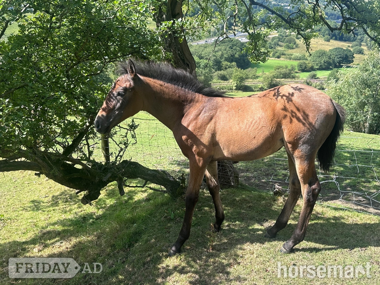 Rawtenstall "Not been named "  Filly Dressage Horse