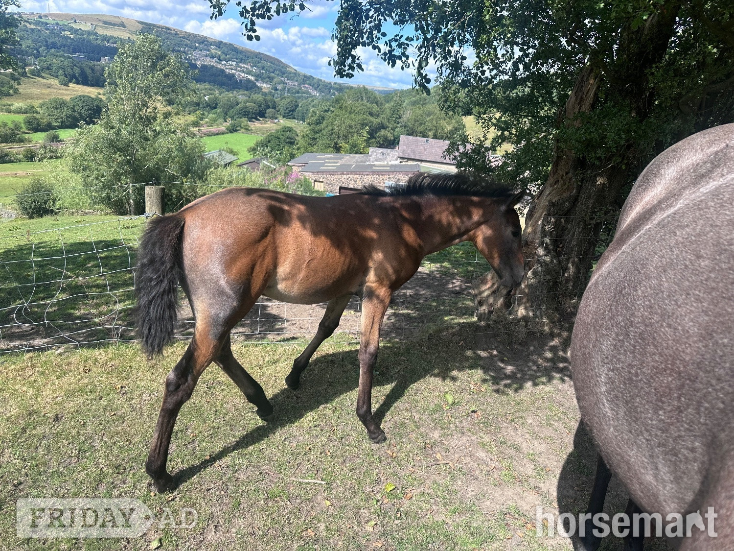 "Not been named "  Filly Dressage Horse - Horses in Rawtenstall