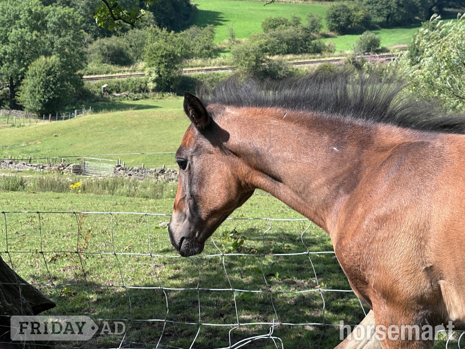 "Not been named "  Filly Dressage Horse - Horses
