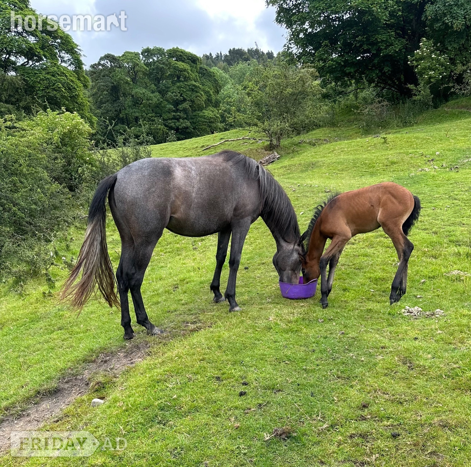 "Not been named "  Filly Dressage Horse