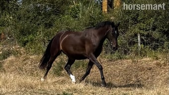 "Chyrose Liroconite " Dark Bay Gelding Young Sport Horse