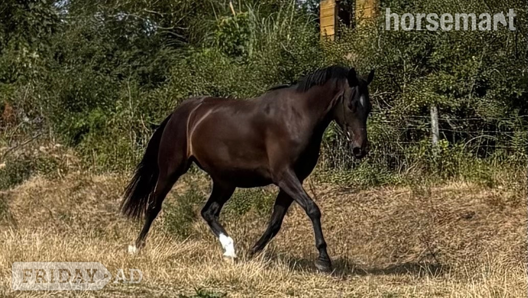 "Chyrose Liroconite " Dark Bay Gelding Young Sport Horse in St Day