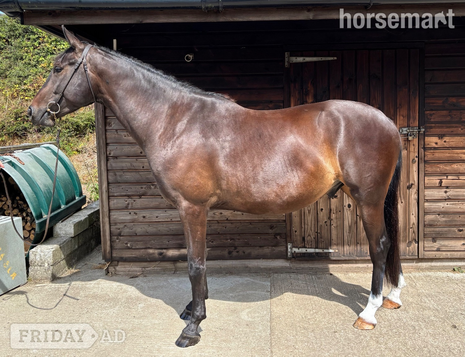 "Chyrose Liroconite " Dark Bay Gelding Young Sport Horse