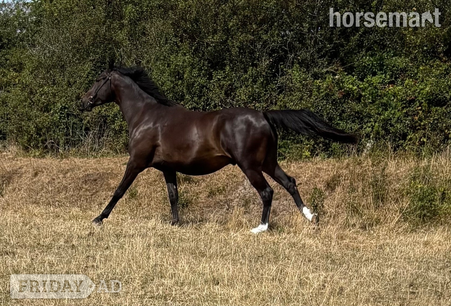 St Day "Chyrose Liroconite " Dark Bay Gelding Young Sport Horse