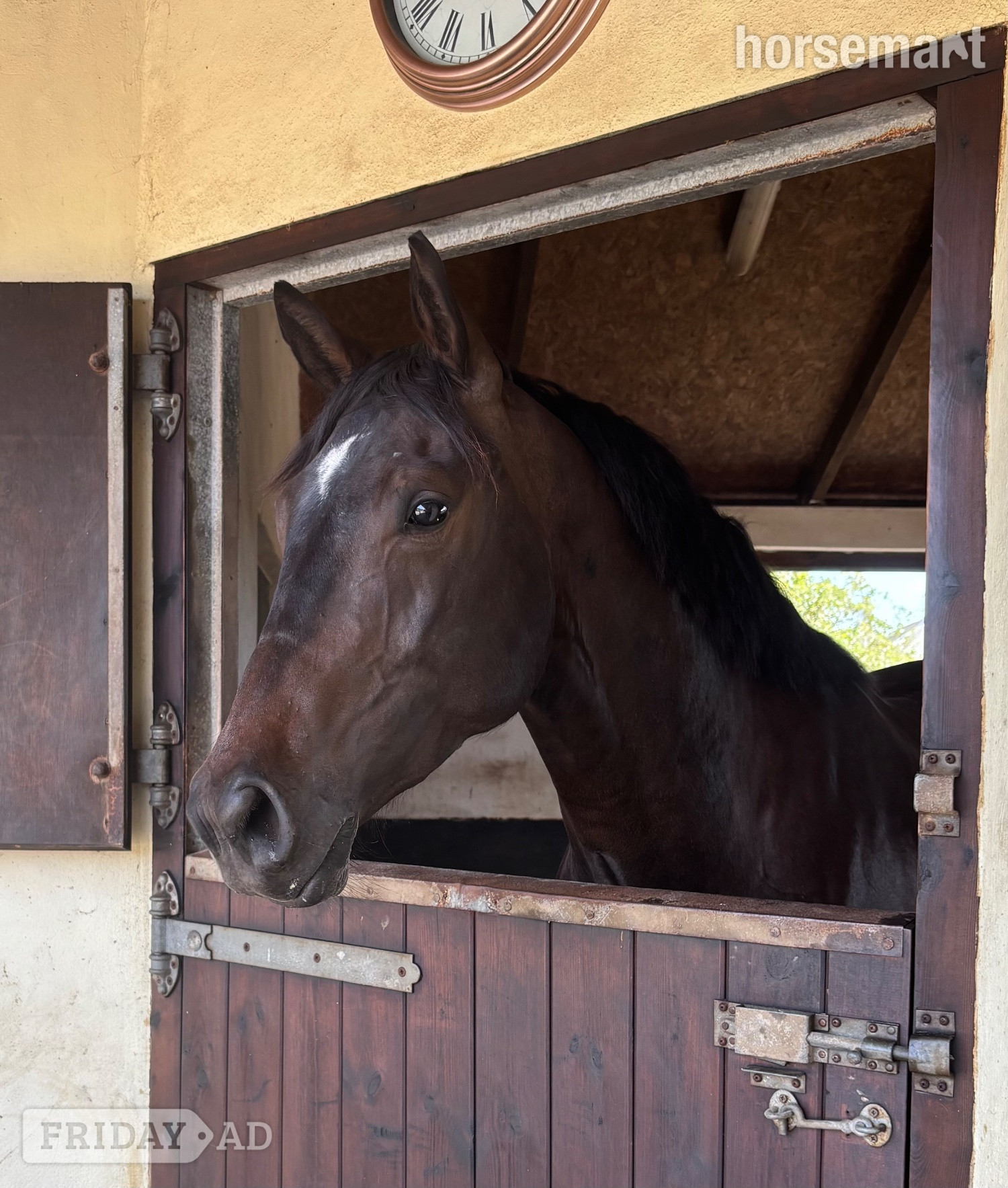 "Chyrose Liroconite " Dark Bay Gelding Young Sport Horse - Horses in St Day