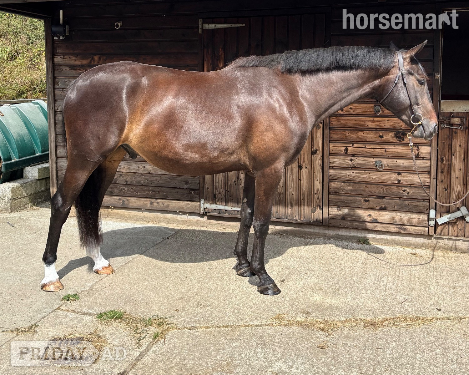 "Chyrose Liroconite " Dark Bay Gelding Young Sport Horse - Horses