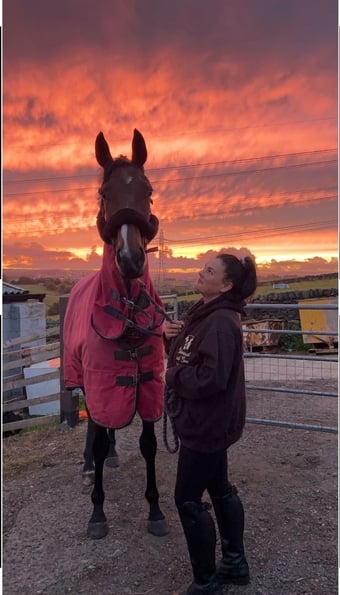 "Joey " Dark Bay Gelding All Rounder