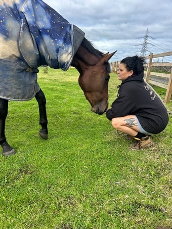 "Joey " Dark Bay Gelding All Rounder