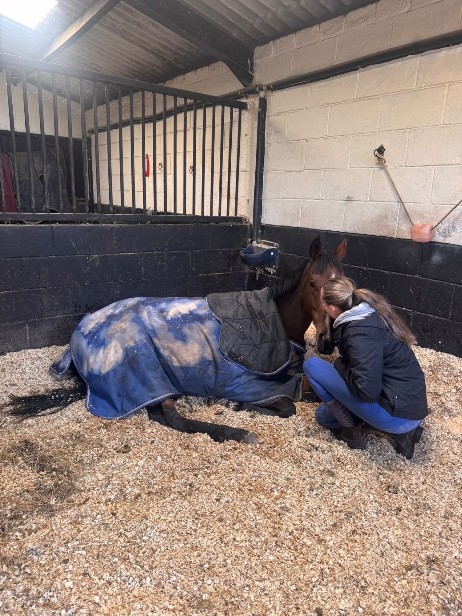 "Joey " Dark Bay Gelding All Rounder