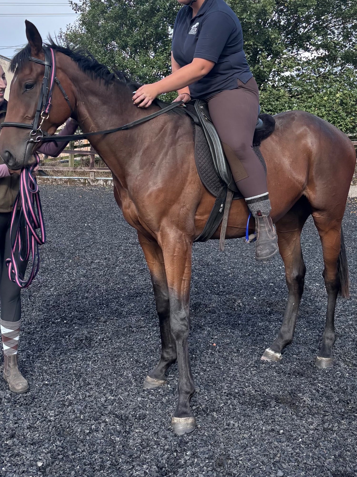 "Joey " Dark Bay Gelding All Rounder - Horses in Bradford