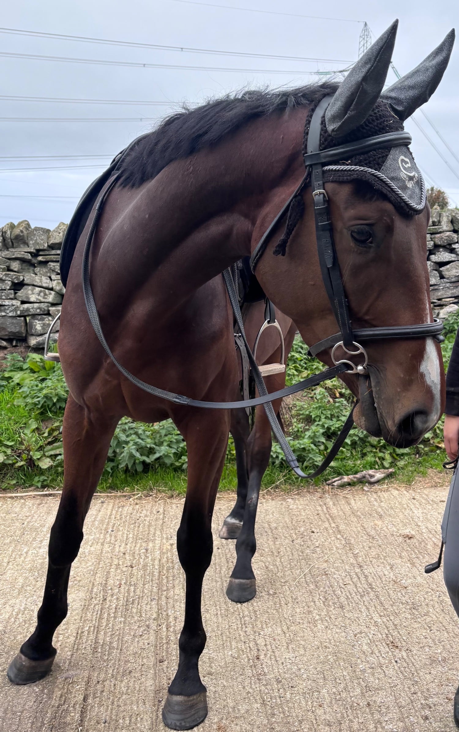 "Joey " Dark Bay Gelding All Rounder - Horses