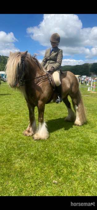 "Hermits Silver Fox" Other Colour Gelding Cob/Heavy Horse