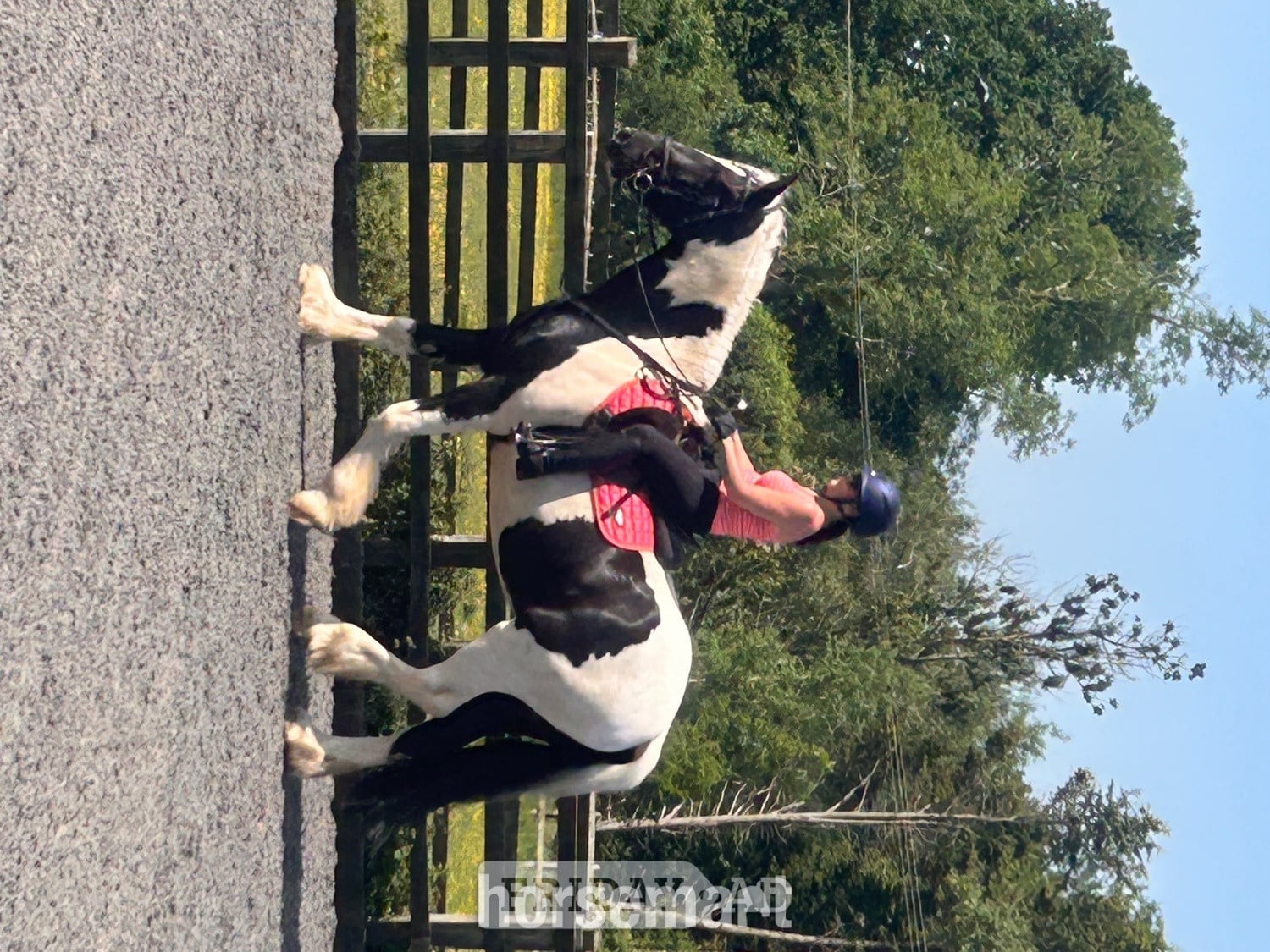 "Oti " Piebald Gelding Coloured in Storrington