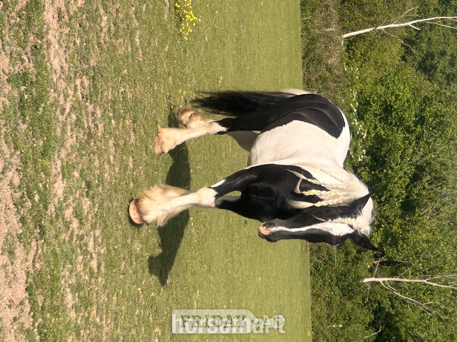 "Oti " Piebald Gelding Coloured