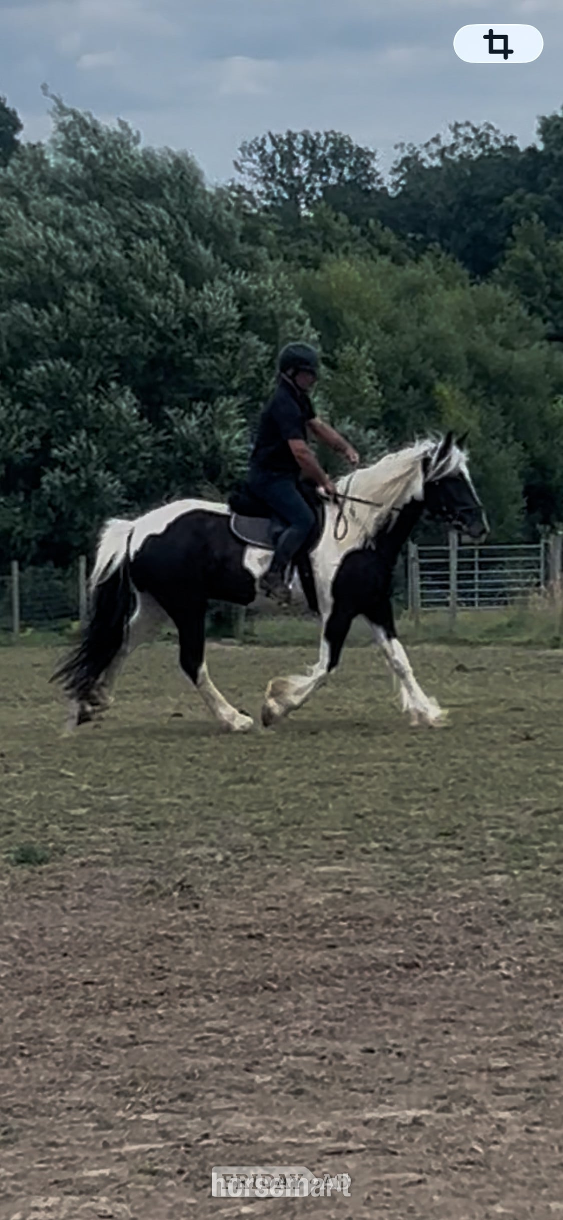 Storrington "Oti " Piebald Gelding Coloured