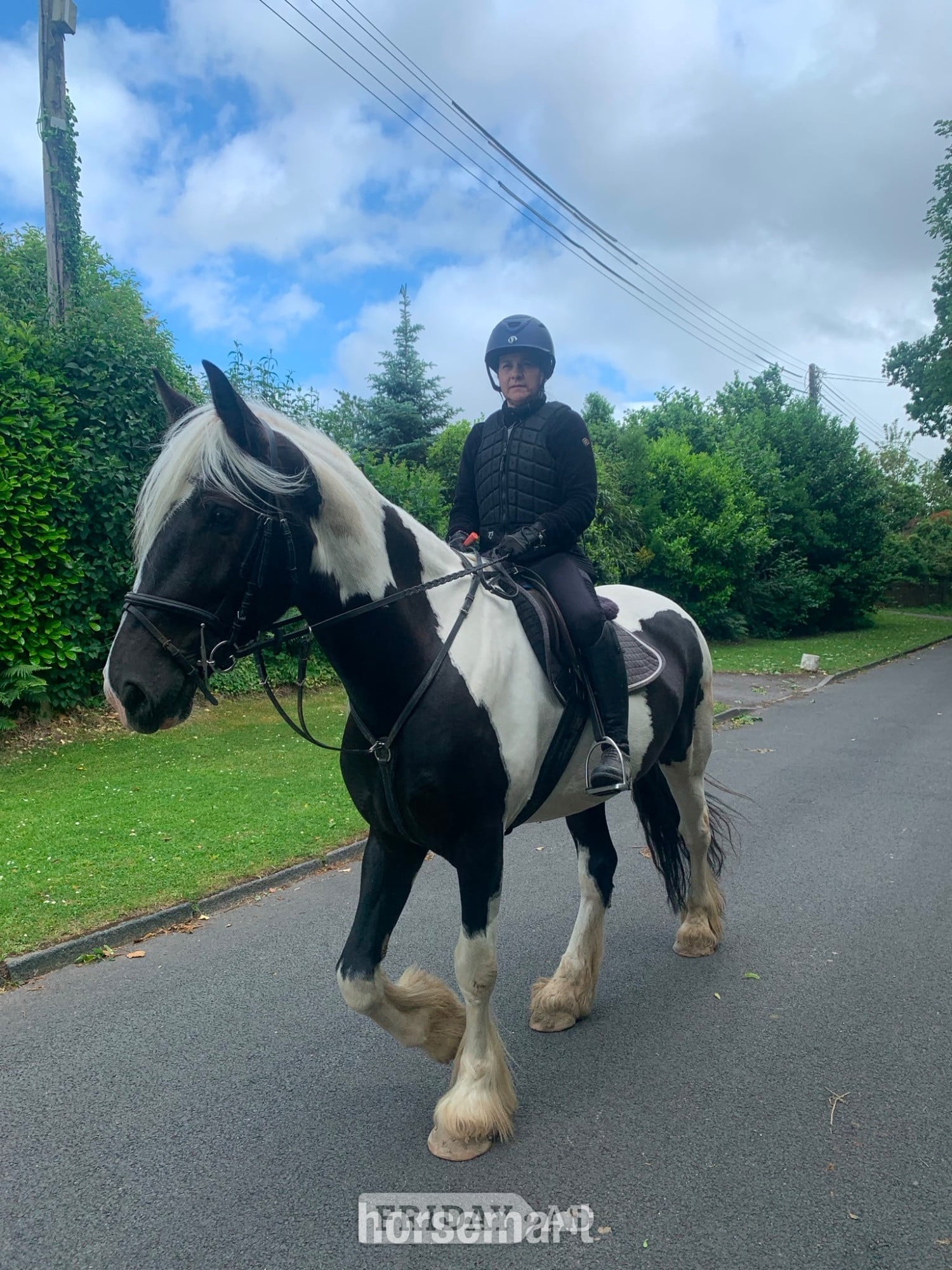 "Oti " Piebald Gelding Coloured - Horses in Storrington