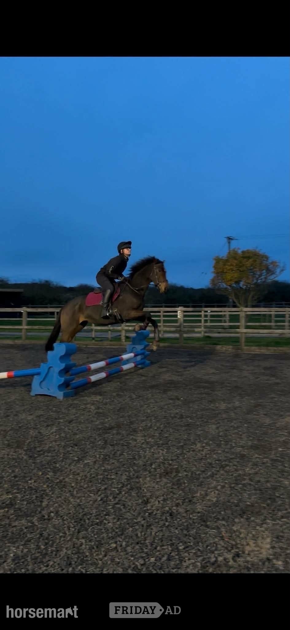 "Ava" Bay Mare All Rounder in Blackburn