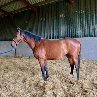 "Hatton " Bay Colt Stallion