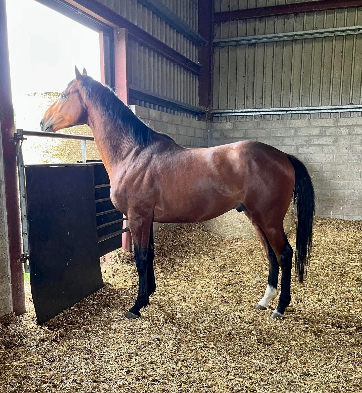 "Hatton " Bay Colt Stallion