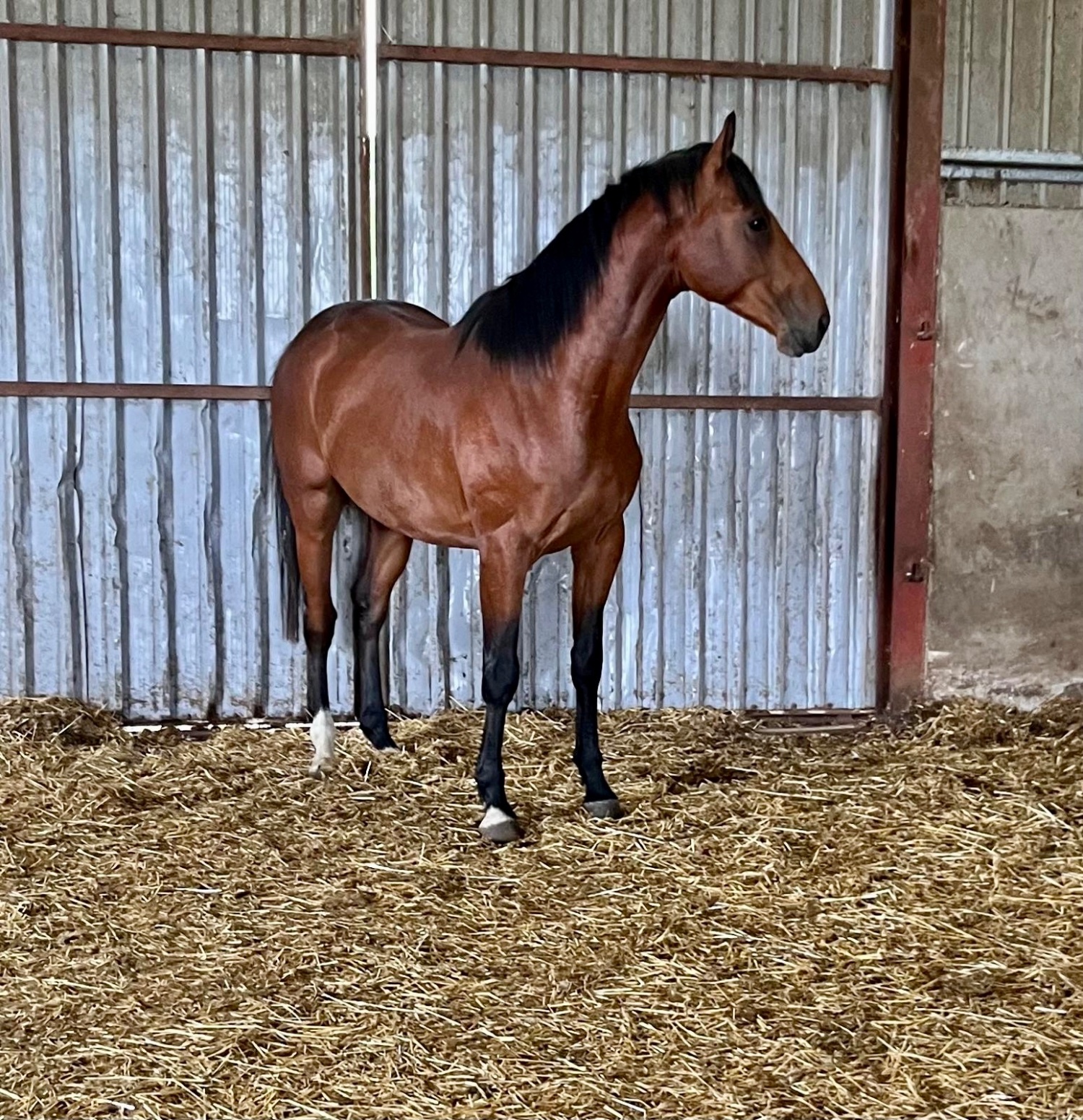 Aberdeen "Hatton " Bay Colt Stallion
