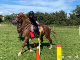 "Eleri" Chestnut Mare Riding Club Horse