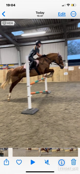 "Eleri" Chestnut Mare Riding Club Horse