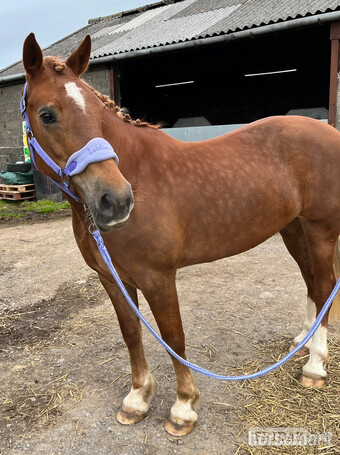 "Eleri" Chestnut Mare Riding Club Horse