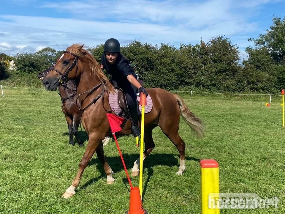 "Eleri" Chestnut Mare Riding Club Horse in Bridgend