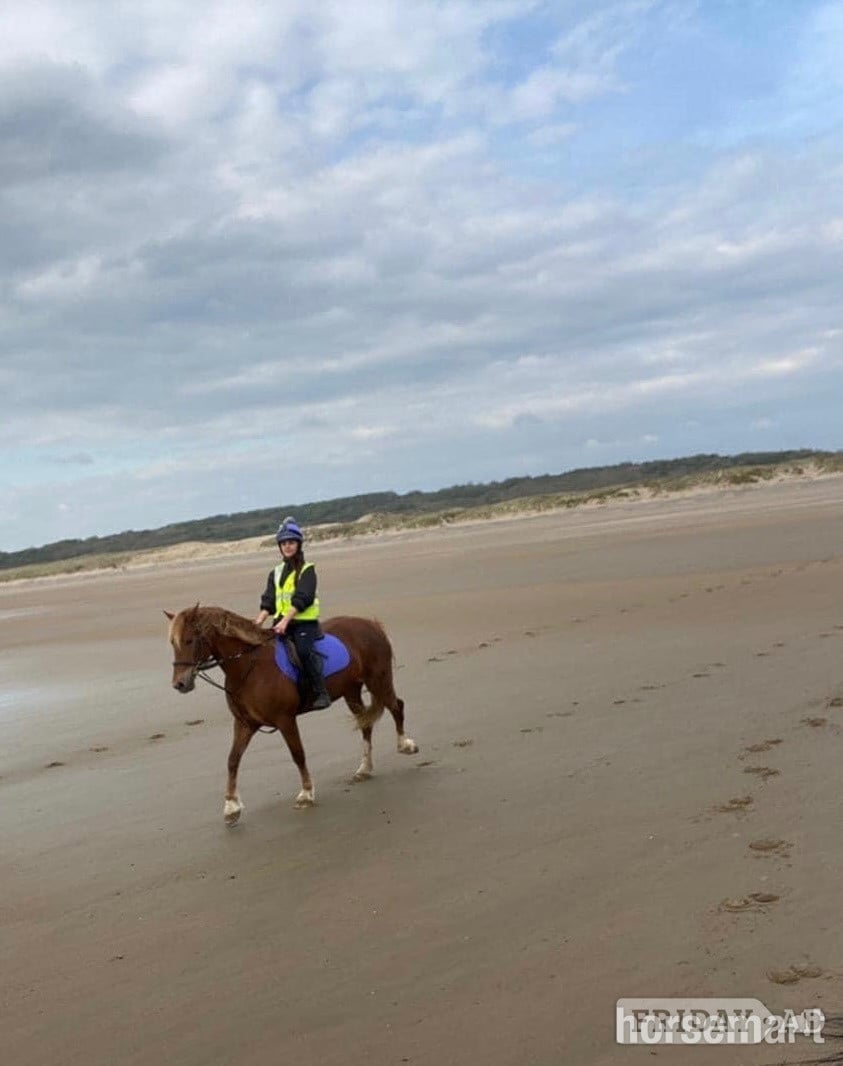 "Eleri" Chestnut Mare Riding Club Horse