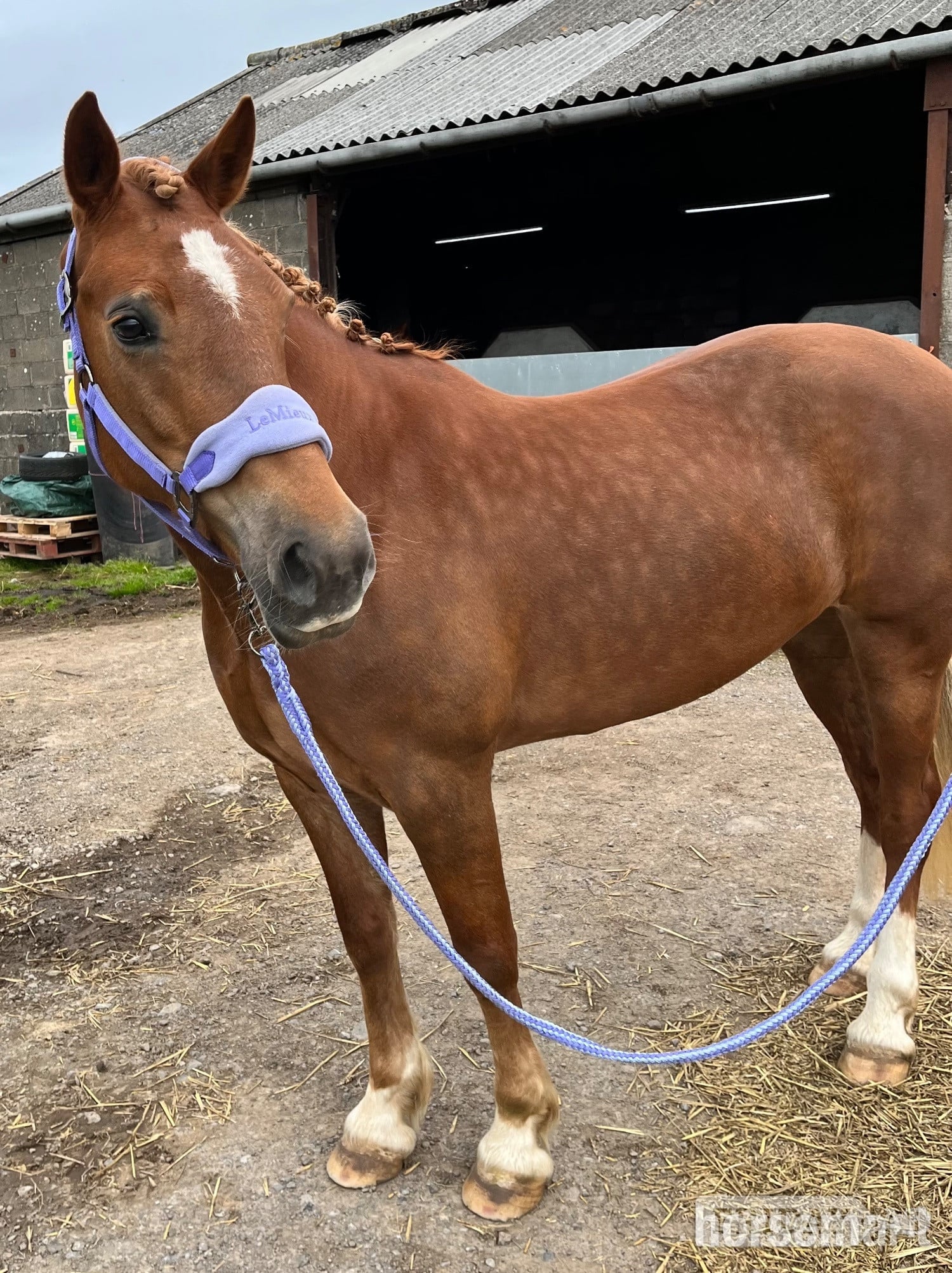 Bridgend "Eleri" Chestnut Mare Riding Club Horse