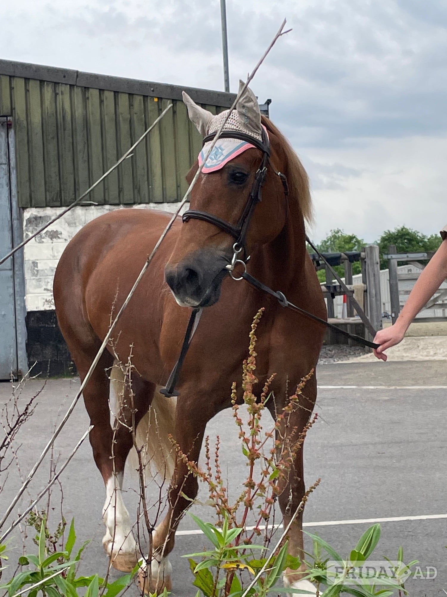 "Eleri" Chestnut Mare Riding Club Horse - Horses