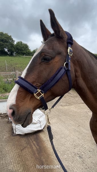 "murphy" Bay Gelding Project Horse
