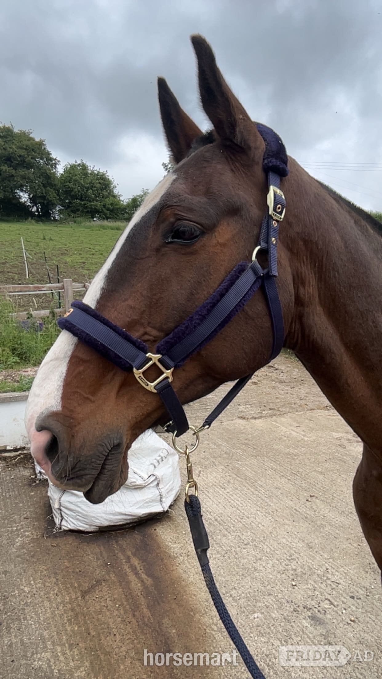 "murphy" Bay Gelding Project Horse in Radstock