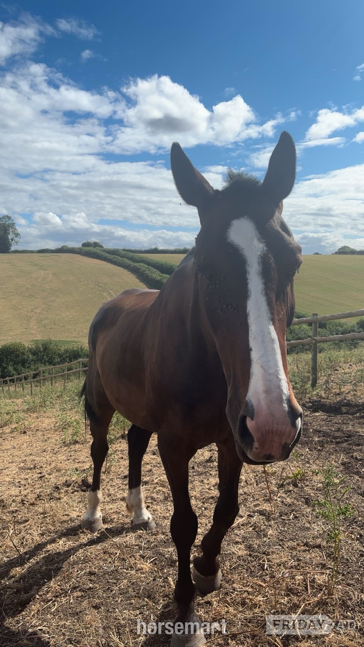"murphy" Bay Gelding Project Horse