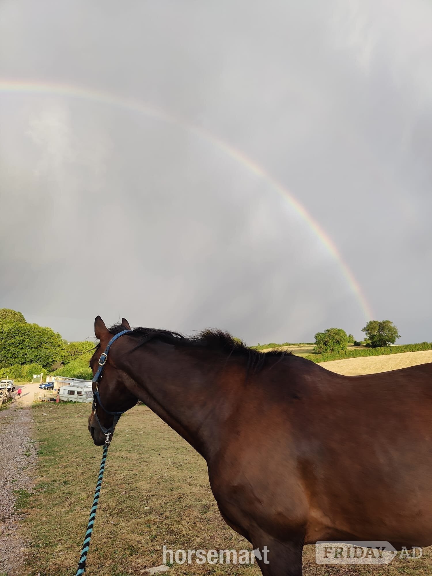 Radstock "murphy" Bay Gelding Project Horse