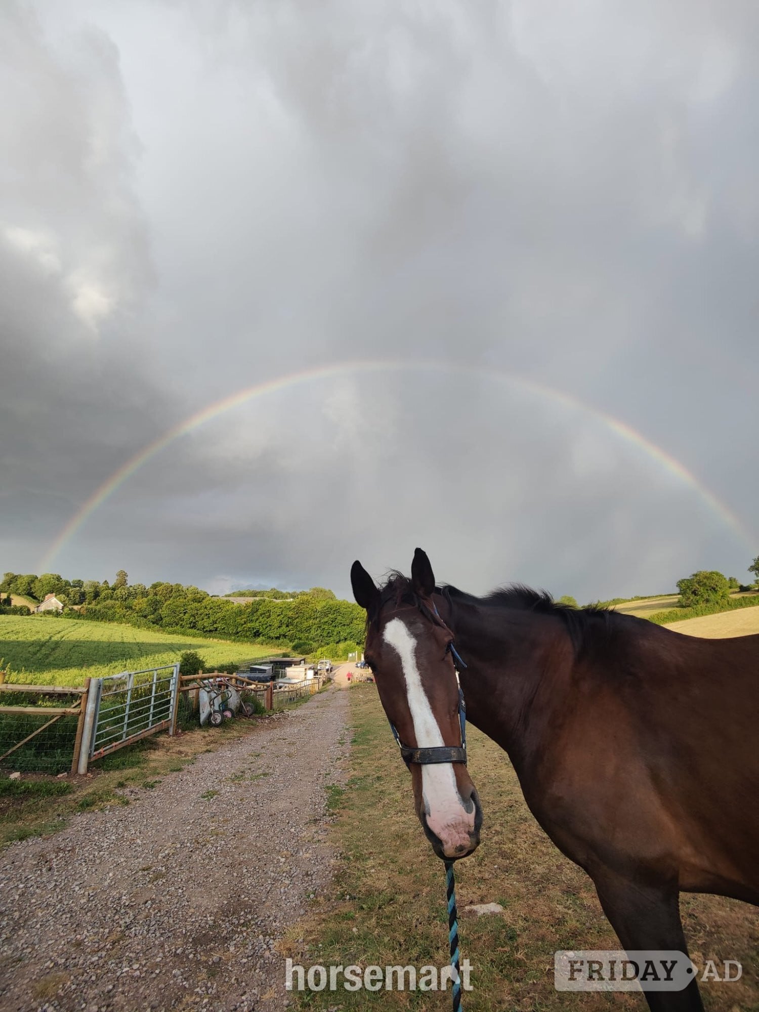 "murphy" Bay Gelding Project Horse - Horses in Radstock