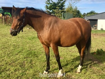 "Savanna" Bay Filly Youngstock / Foal