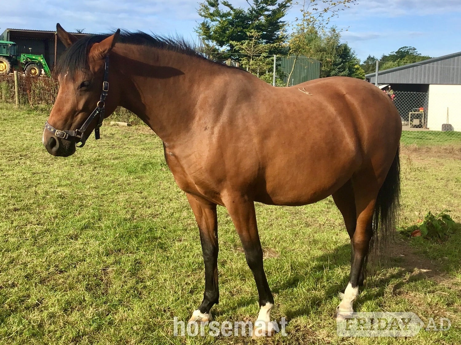 "Savanna" Bay Filly Youngstock / Foal in Brechin