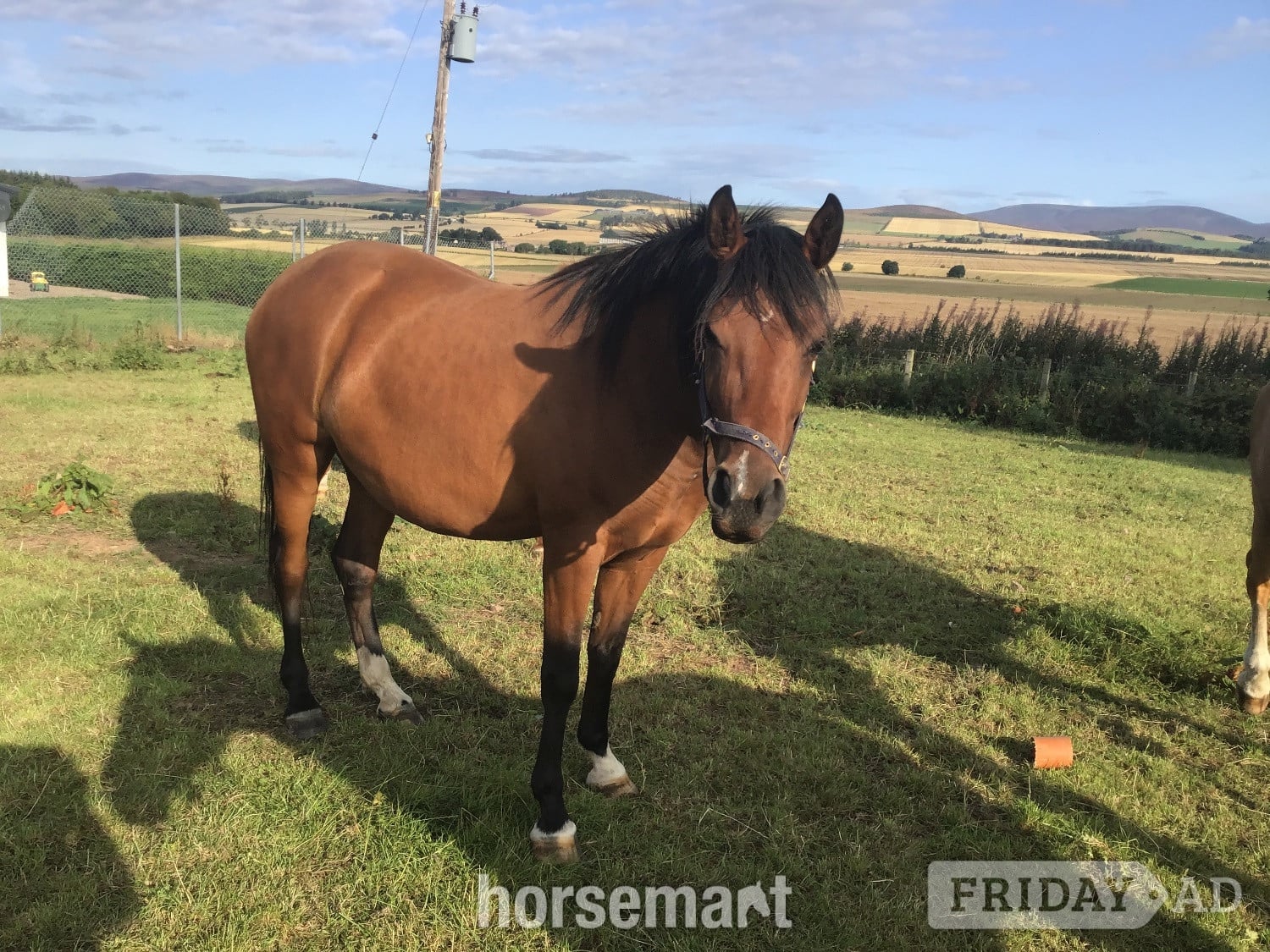 "Savanna" Bay Filly Youngstock / Foal