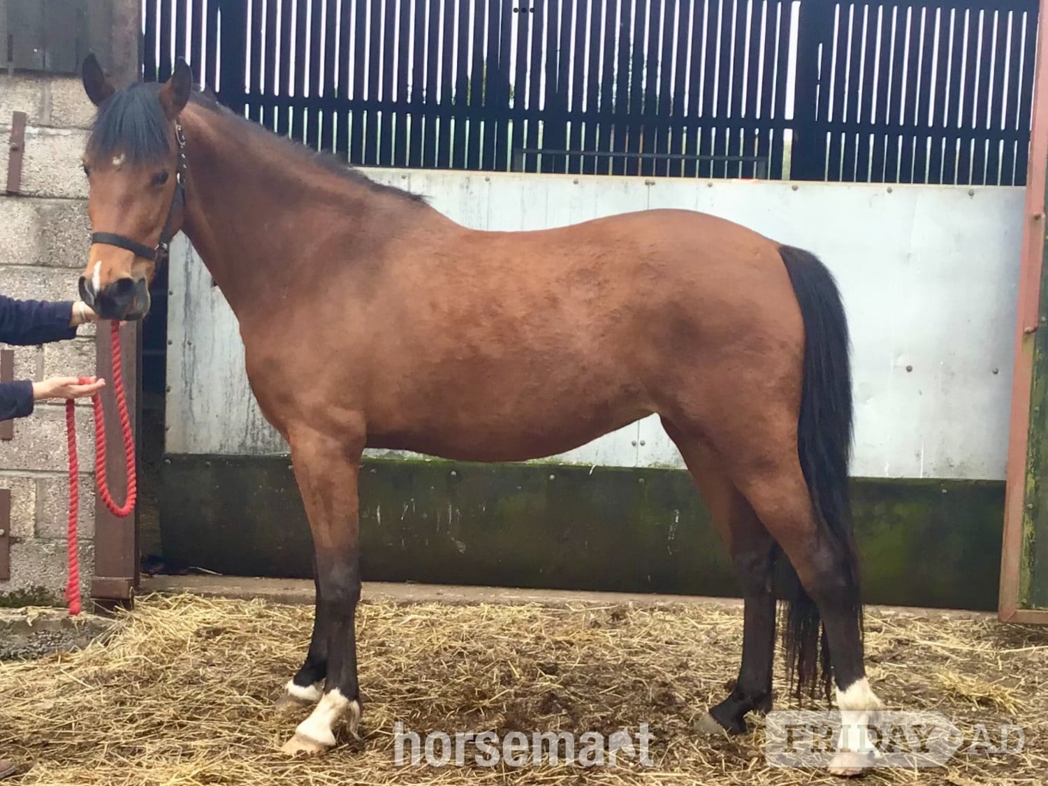 Brechin "Savanna" Bay Filly Youngstock / Foal