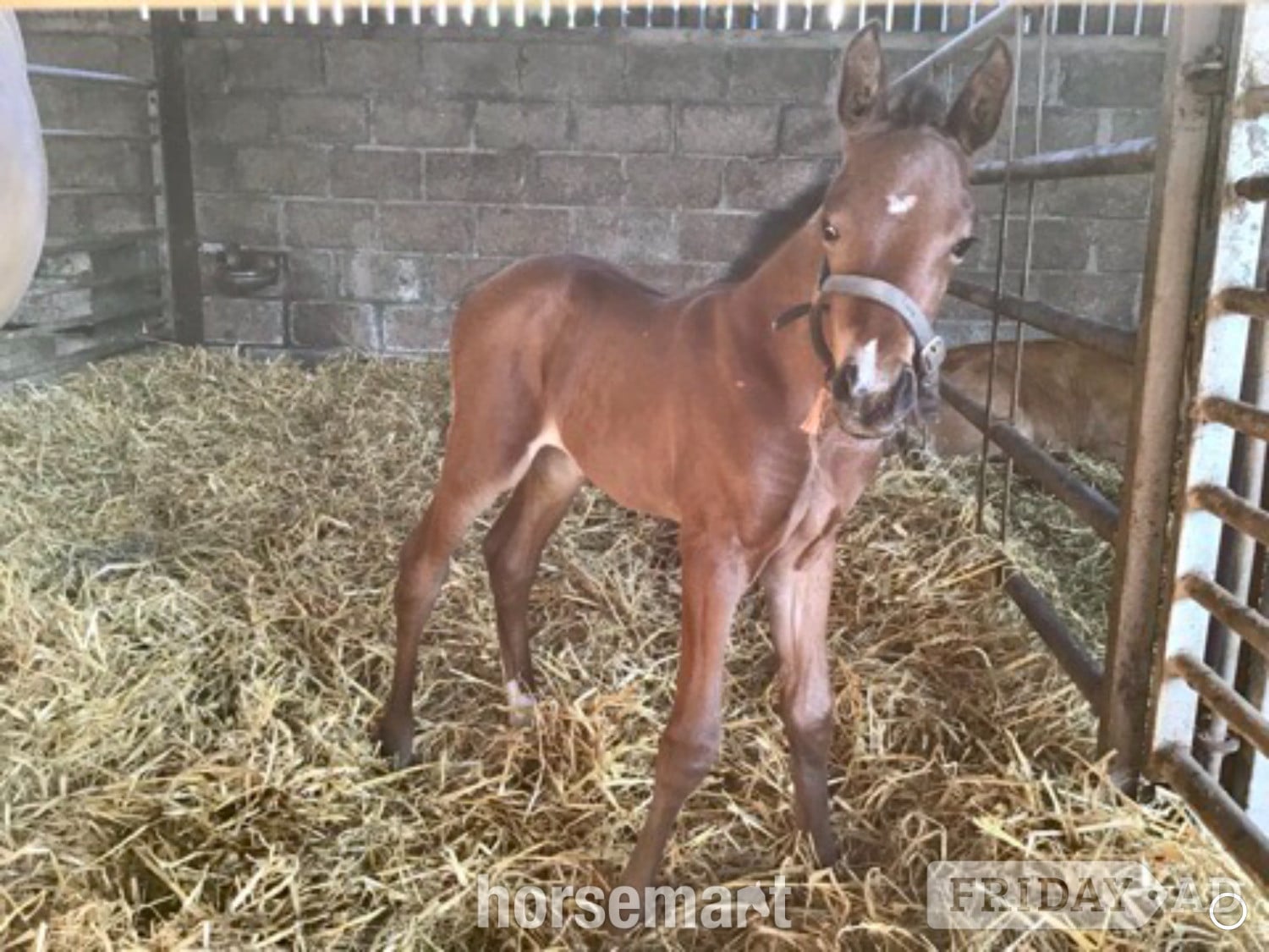 "Savanna" Bay Filly Youngstock / Foal - Horses in Brechin