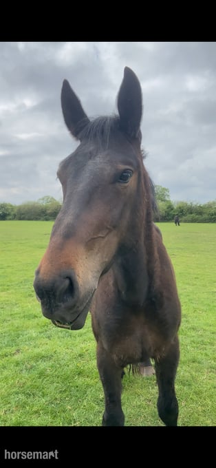 "Percheron x Irish sports horse filly " Bay Filly Youngstock / Foal