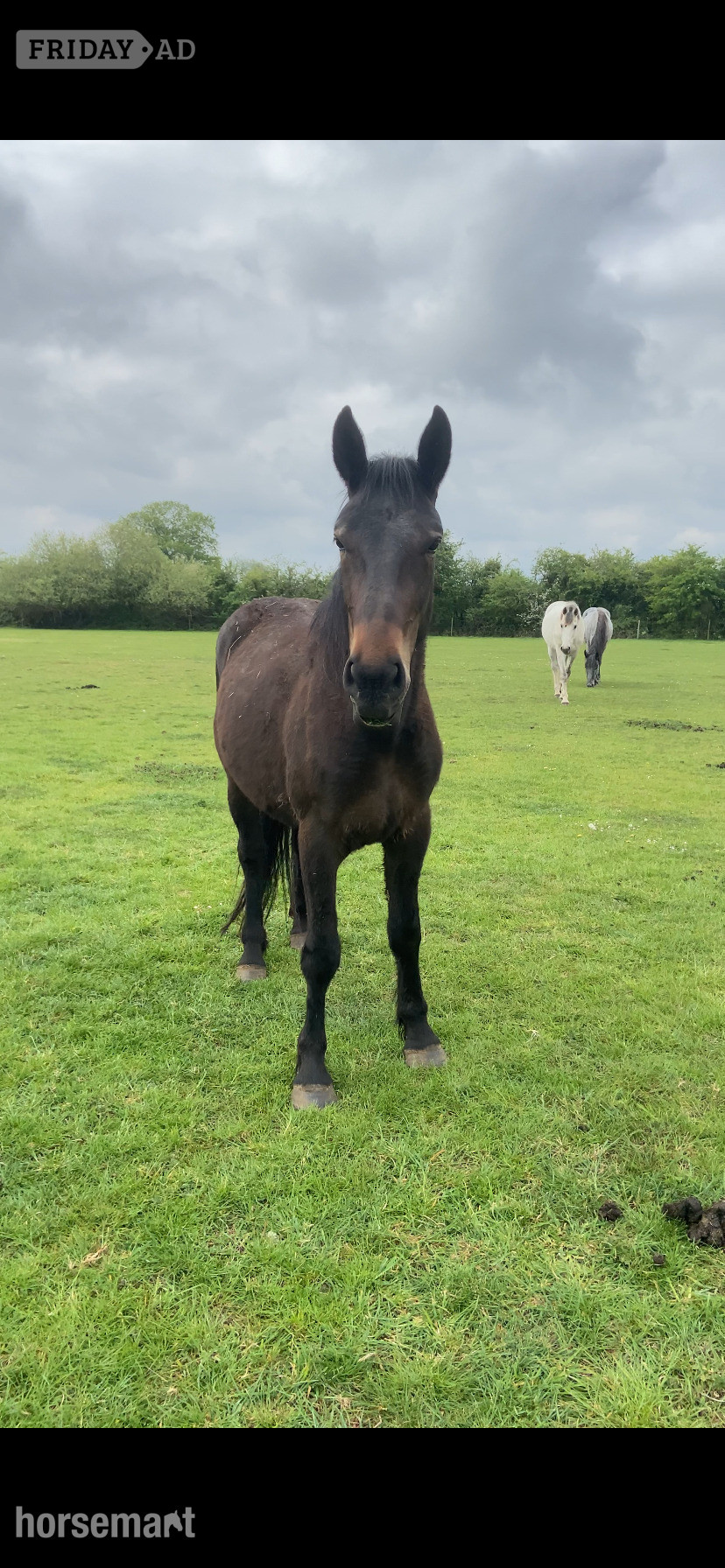 "Percheron x Irish sports horse filly " Bay Filly Youngstock / Foal